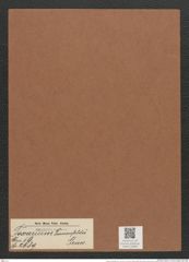 Toxarium frauenfeldii Grun. (de-Toni-Nr.: Genus 69, Species 2689) Zeichnungen Sammlung Grunow Mappe 02906 (Herbarium_W_Grunow_drawings_Folder_02906)